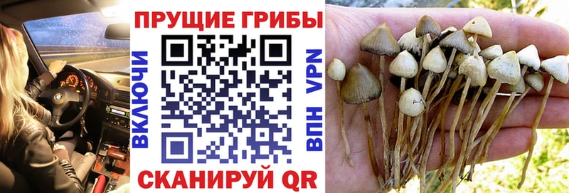 дарнет шоп  omg онион  Галлюциногенные грибы Psilocybine cubensis  Катав-Ивановск 